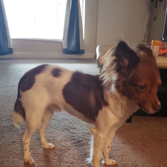 Meet your Posher, Christopher - Picture 1 of 1